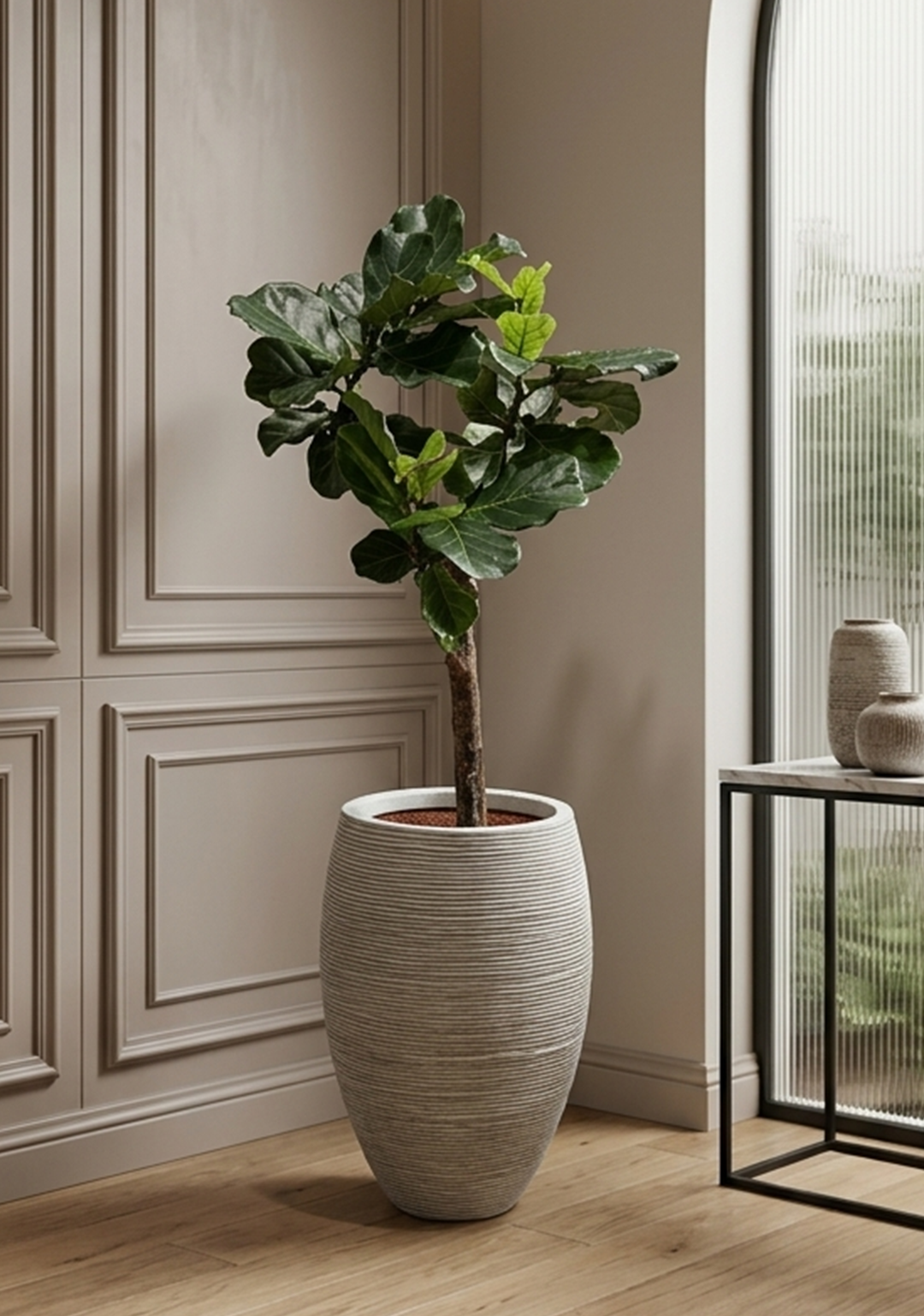 Ficus Lyrata