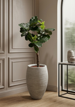 Ficus Lyrata