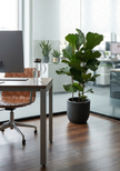 Ficus Lyrata 3PP