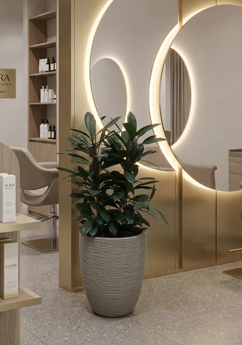 Ficus Cyathistipula 3PP