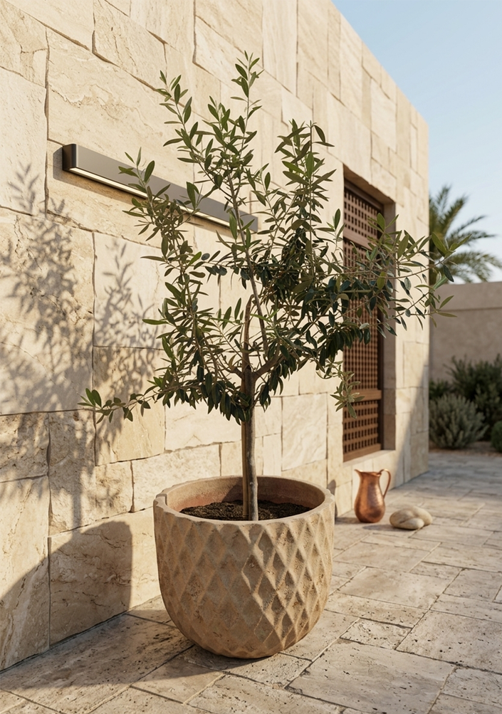 Olea Europaea 80cm