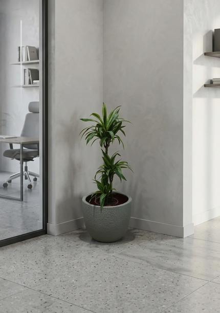 Dracaena Lemon Lime 3pp