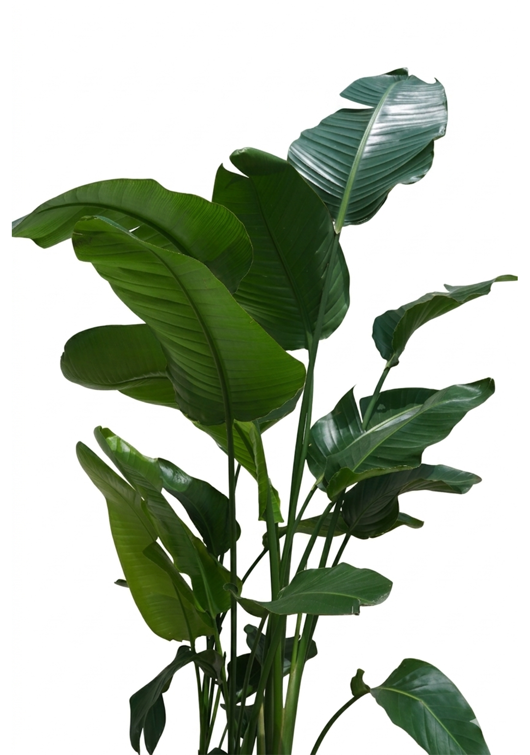 Strelitzia Nicolai