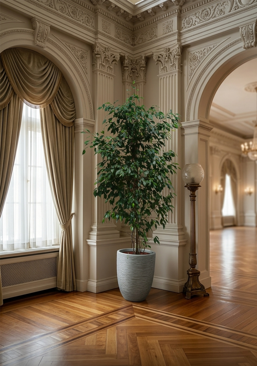 Ficus Benjamina Tree