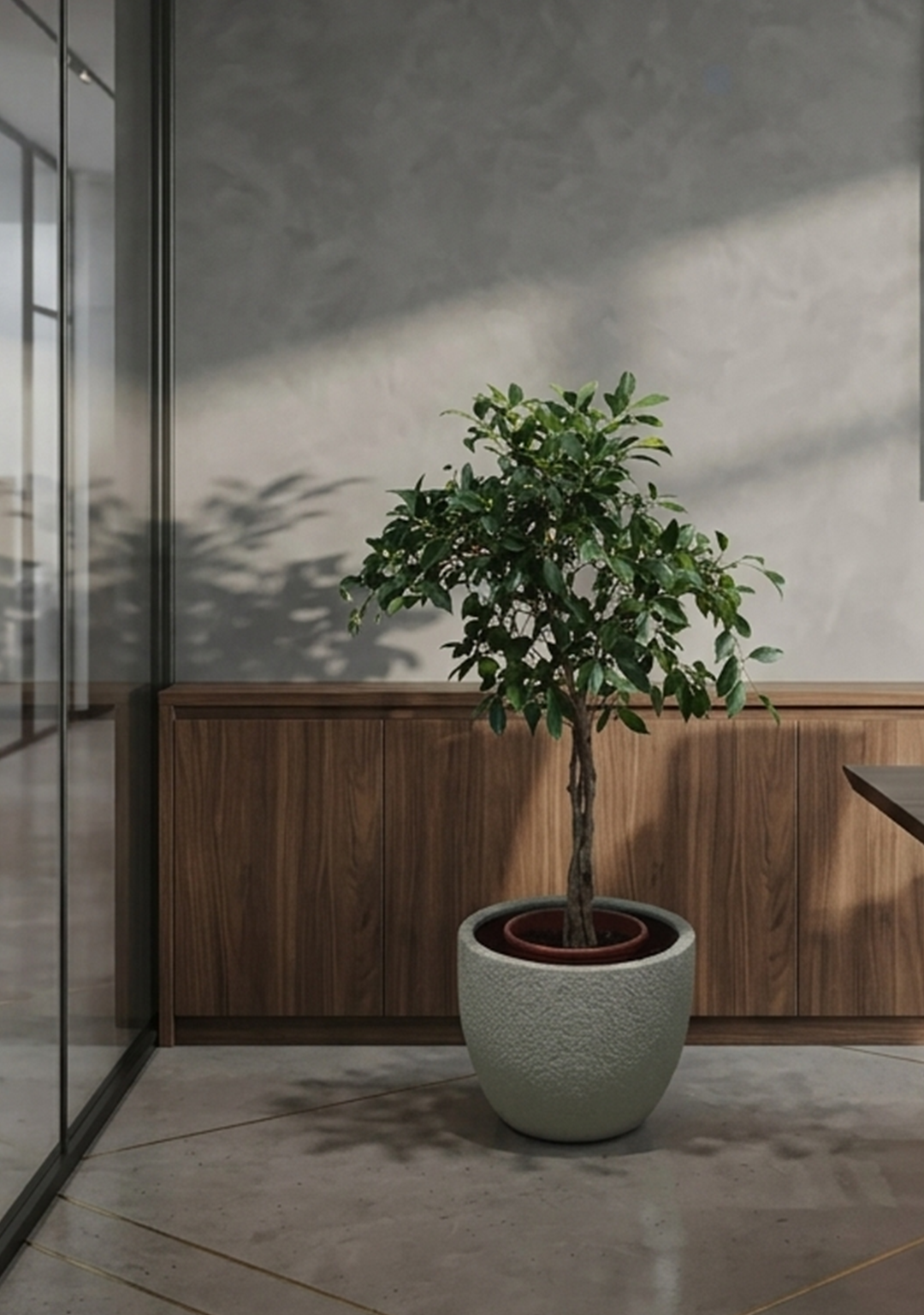 Ficus Microcarpa