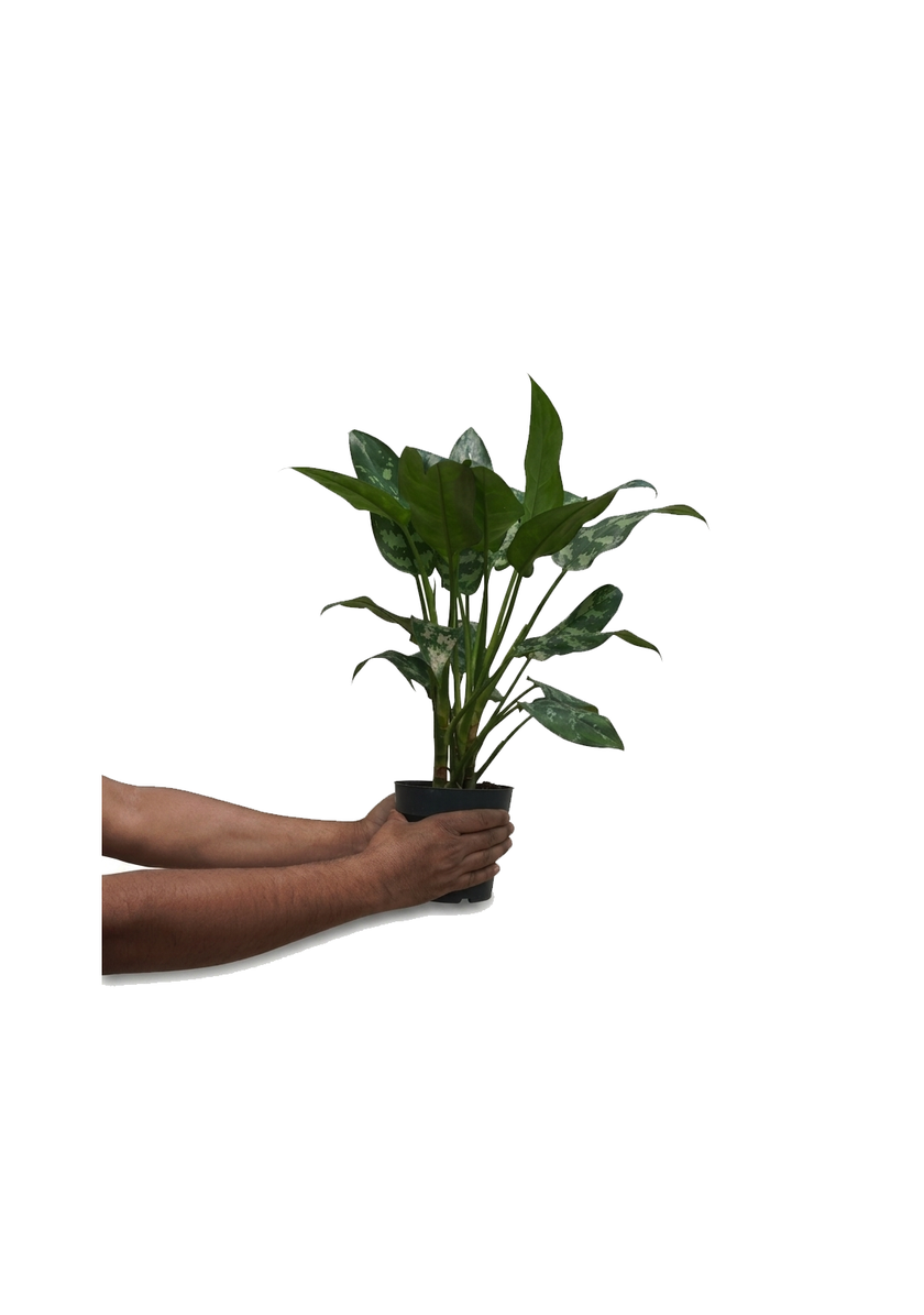 Aglaonema Maria 35-40cm