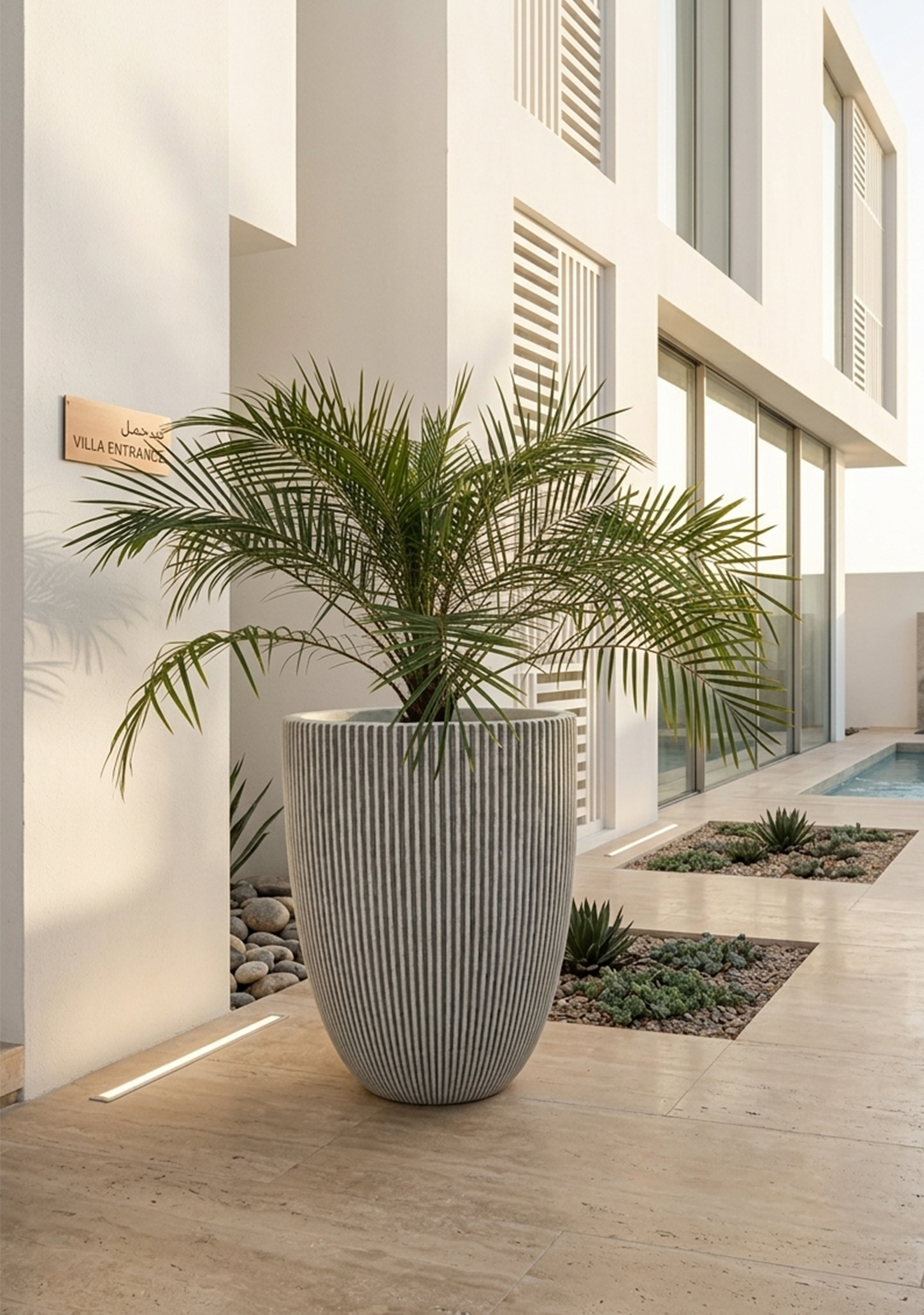 Phoenix Palm