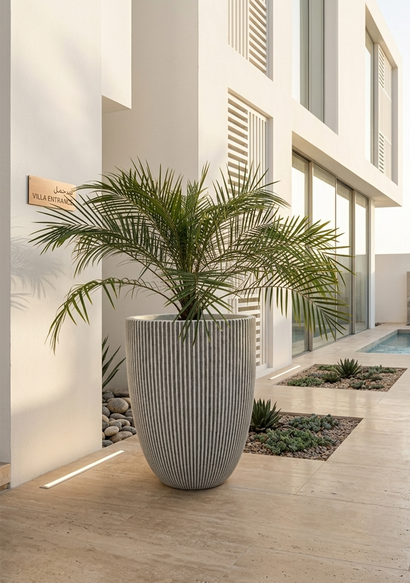 Phoenix Palm