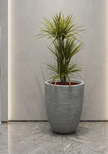 Dracaena Marginata Sunray