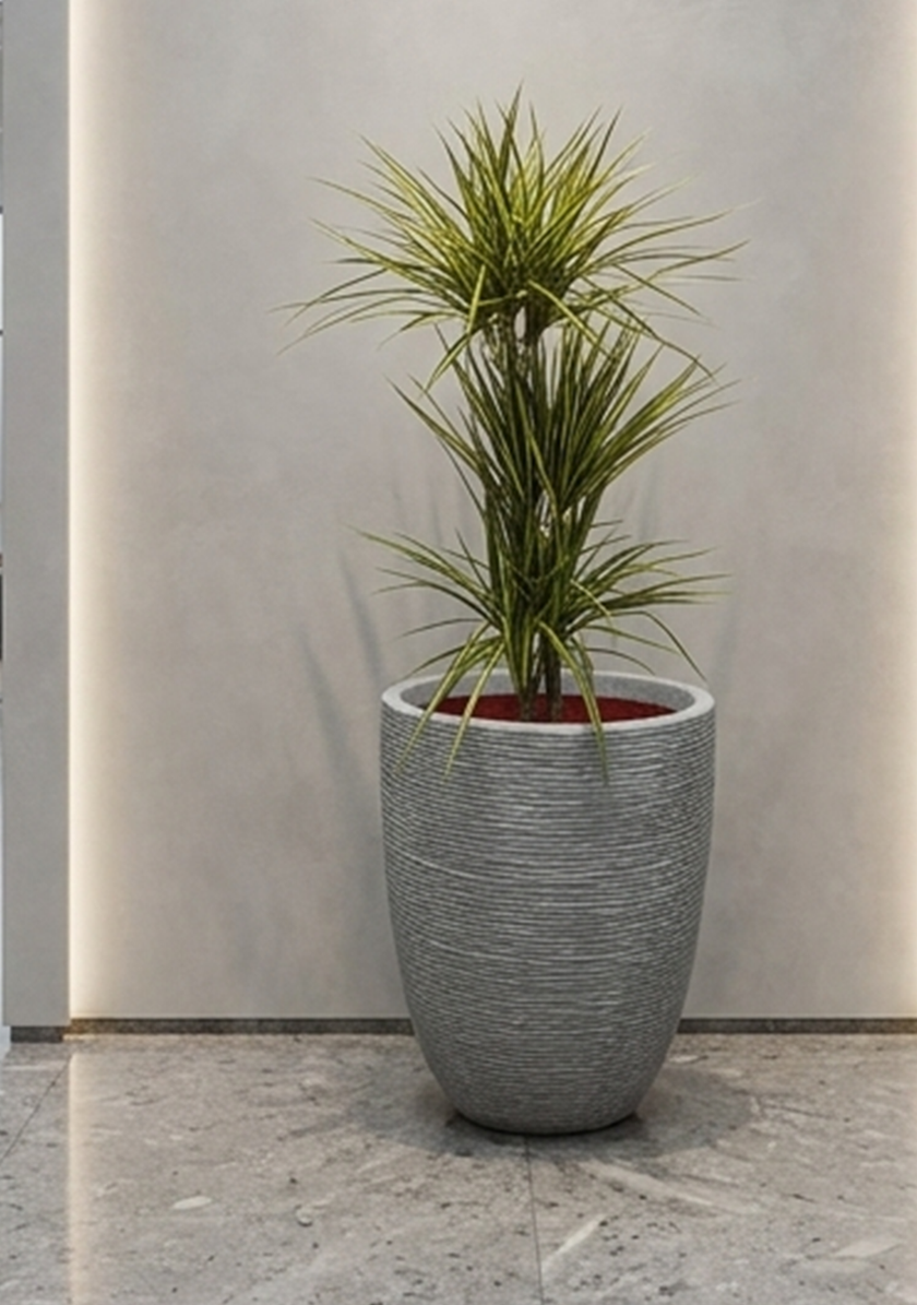 Dracaena Marginata Sunray