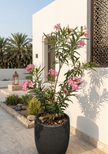 Nerium Oleander