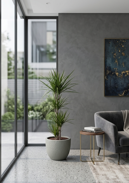 Dracaena Marginata 3pp