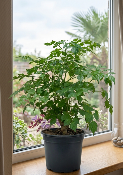 Radermachera Sinica/60-70cm