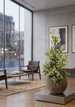 Ficus Benjamina Twilight