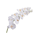Phalaenopsis Stem - White