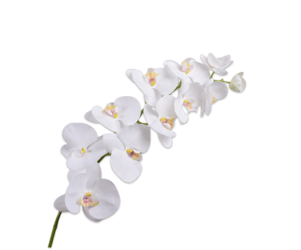 Phalaenopsis Stem - White