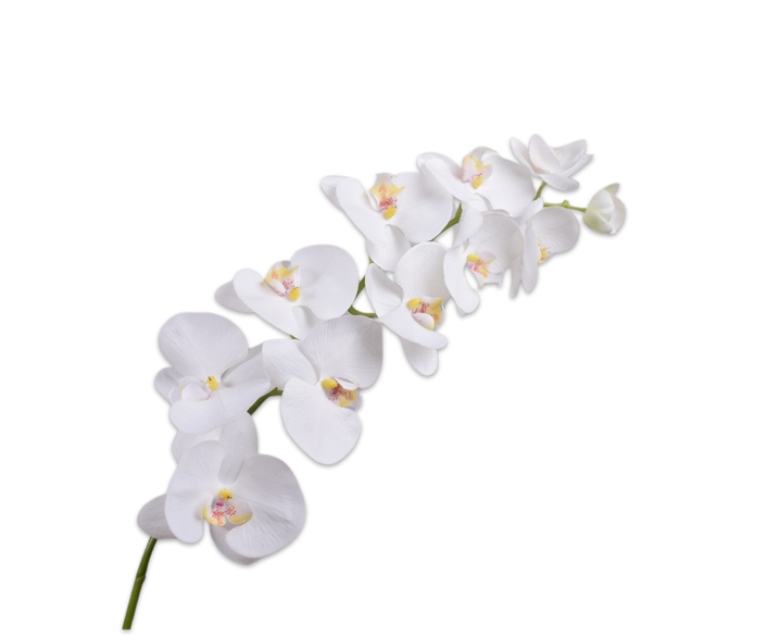 Phalaenopsis Stem - White