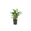 Aglaonema Silver Bay/60cm