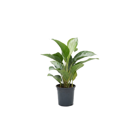 Aglaonema Silver Bay/60cm