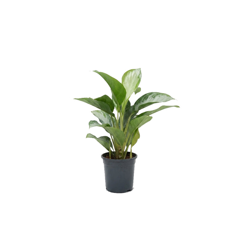 Aglaonema Silver Bay/60cm
