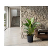 Aglaonema Silver Bay/60cm
