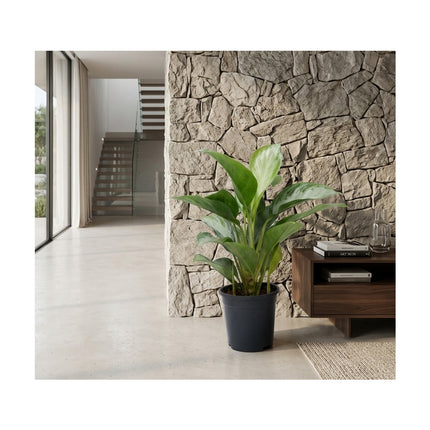 Aglaonema Silver Bay/60cm