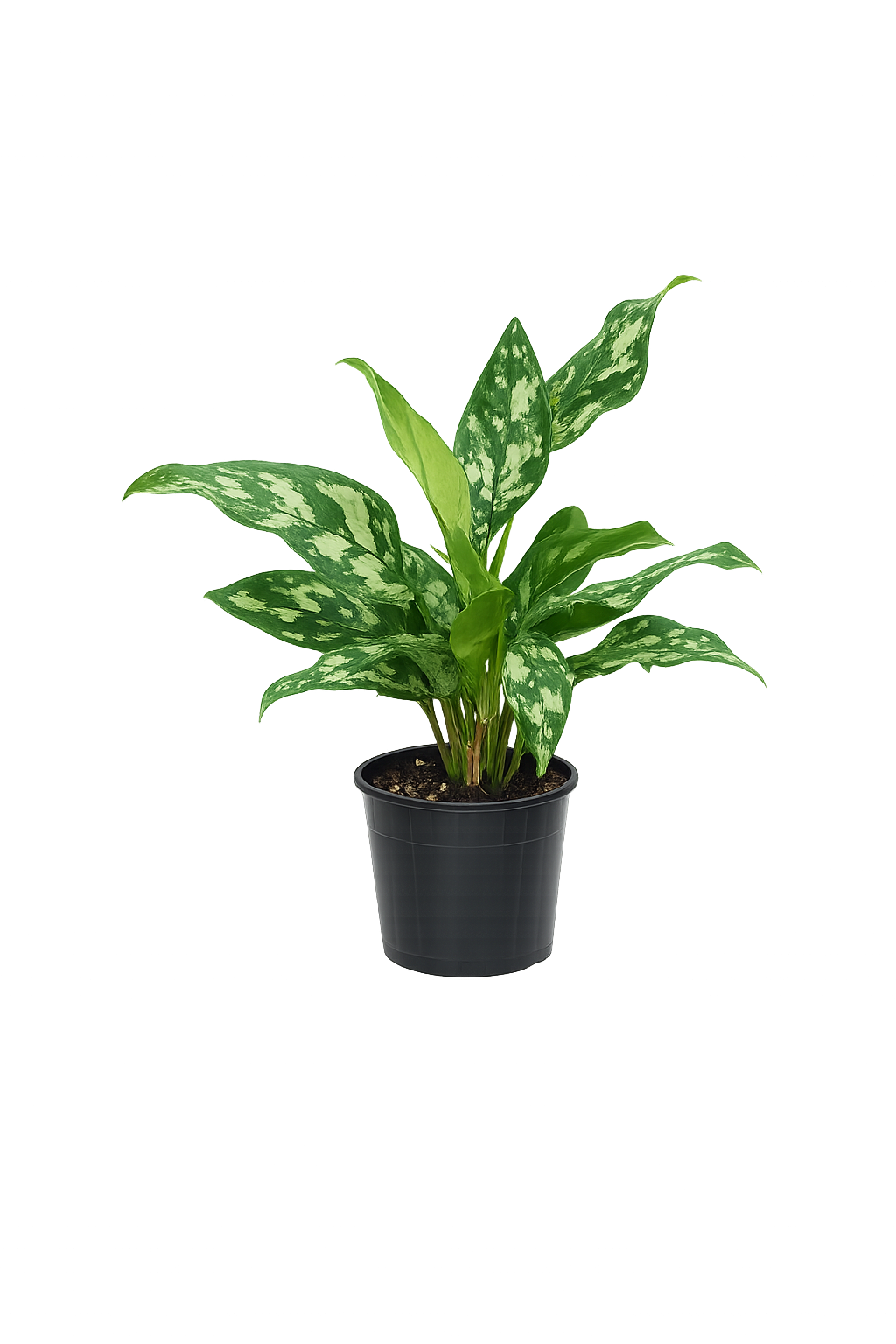 Aglaonema Maria 30cm