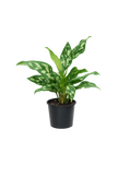 Aglaonema Maria 30cm