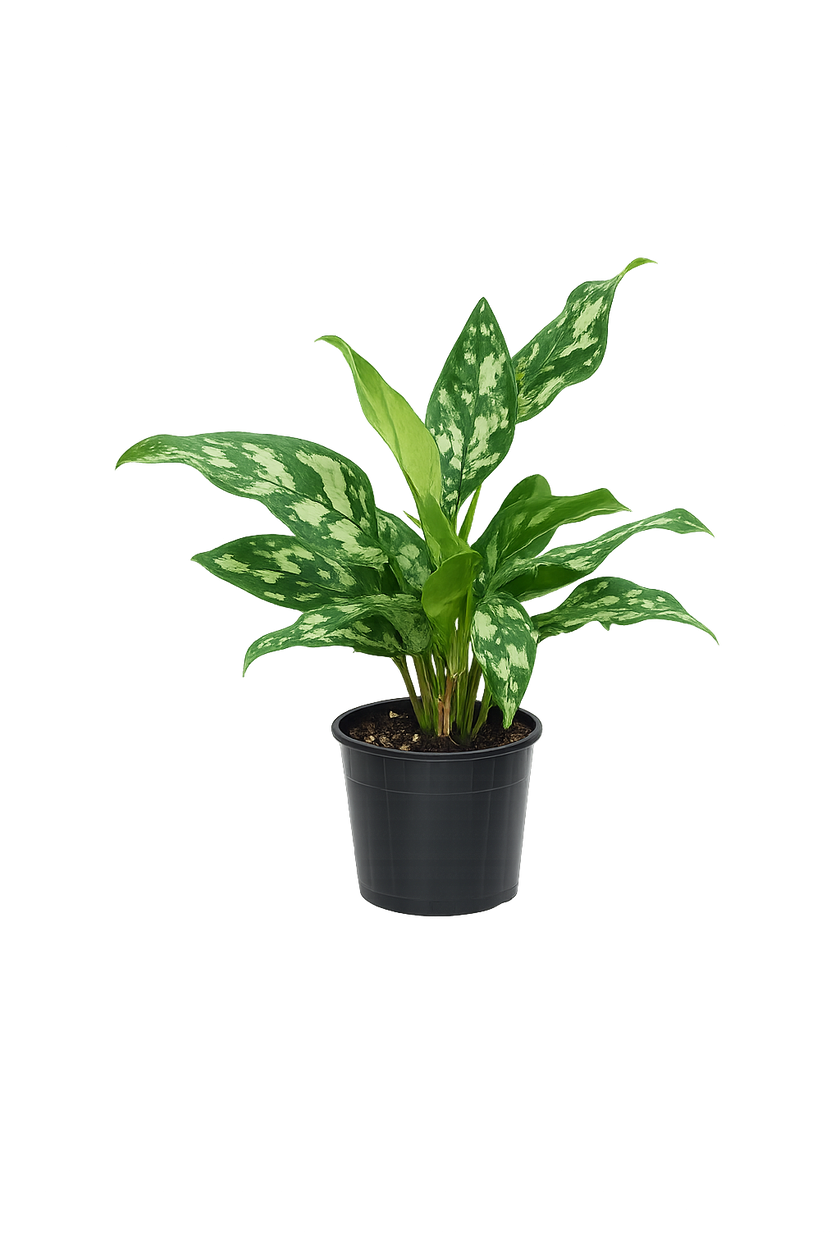 Aglaonema Maria 30cm