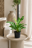 Aglaonema Maria 30cm