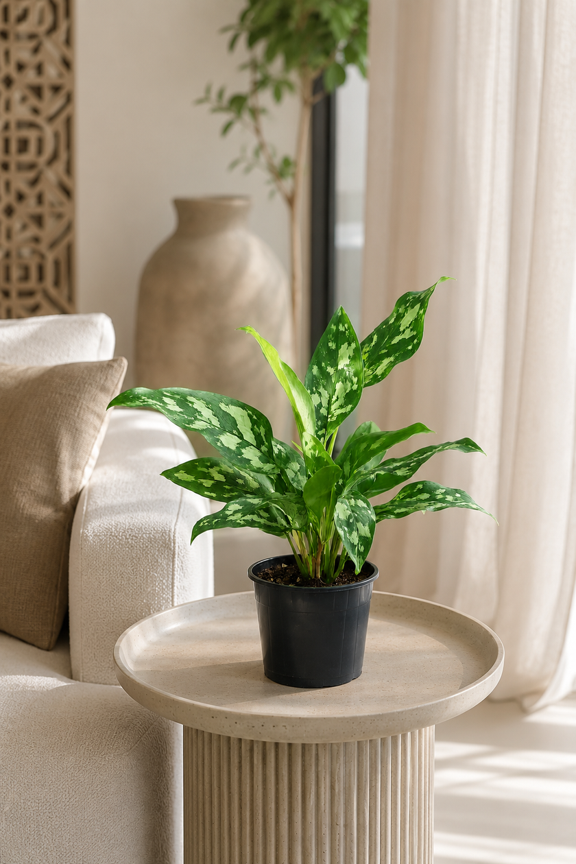 Aglaonema Maria 30cm