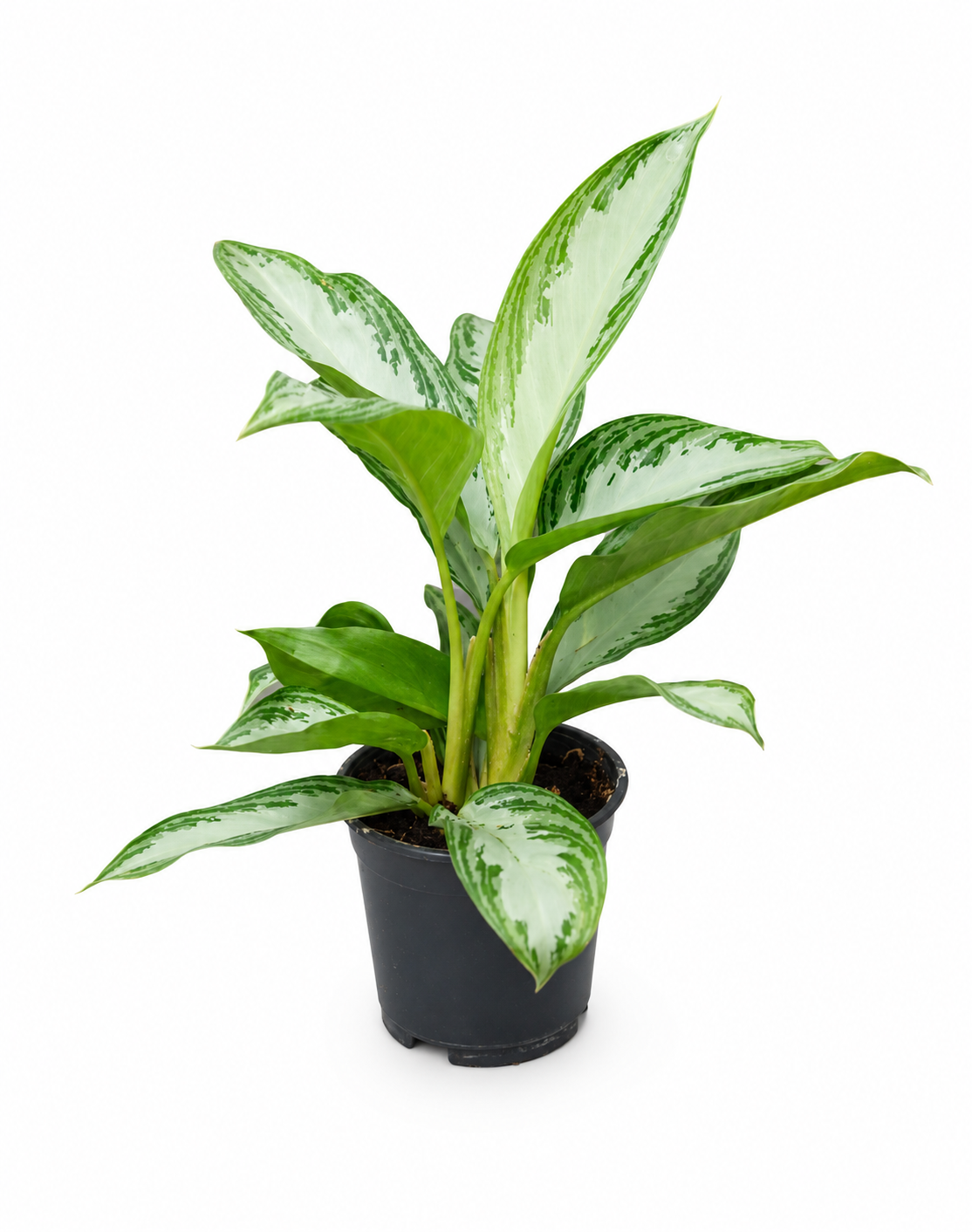 Aglaonema Silver Bay/40cm