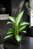 Aglaonema Silver Bay/40cm