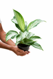Aglaonema Silver Bay/40cm