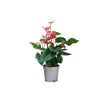 Anthurium Mixed/50-60cm
