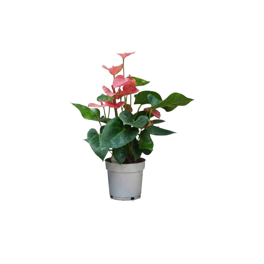 Anthurium Mixed/50-60cm
