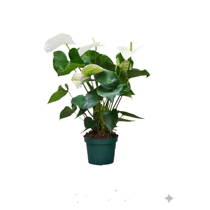Anthurium Mixed/50-60cm