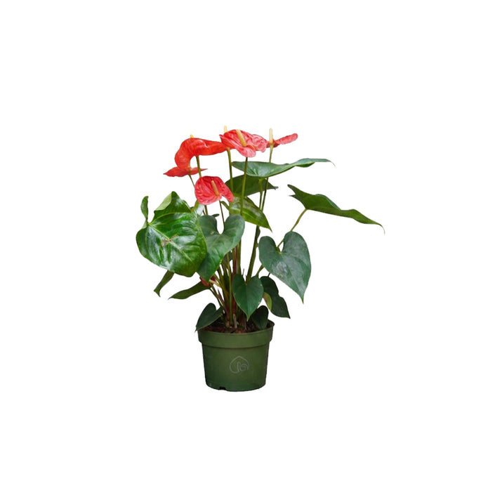 Anthurium Mixed/50-60cm