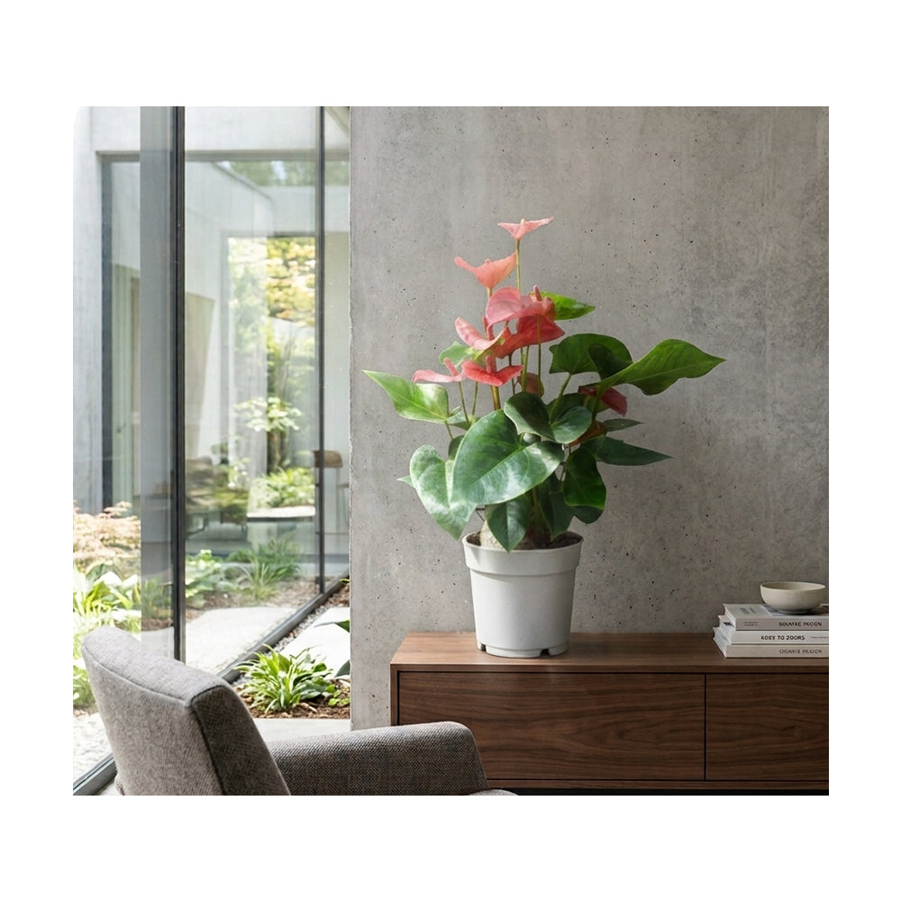 Anthurium Mixed/50-60cm