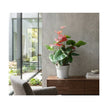 Anthurium Mixed/50-60cm