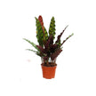 Calathea Lancifolial60-70cm