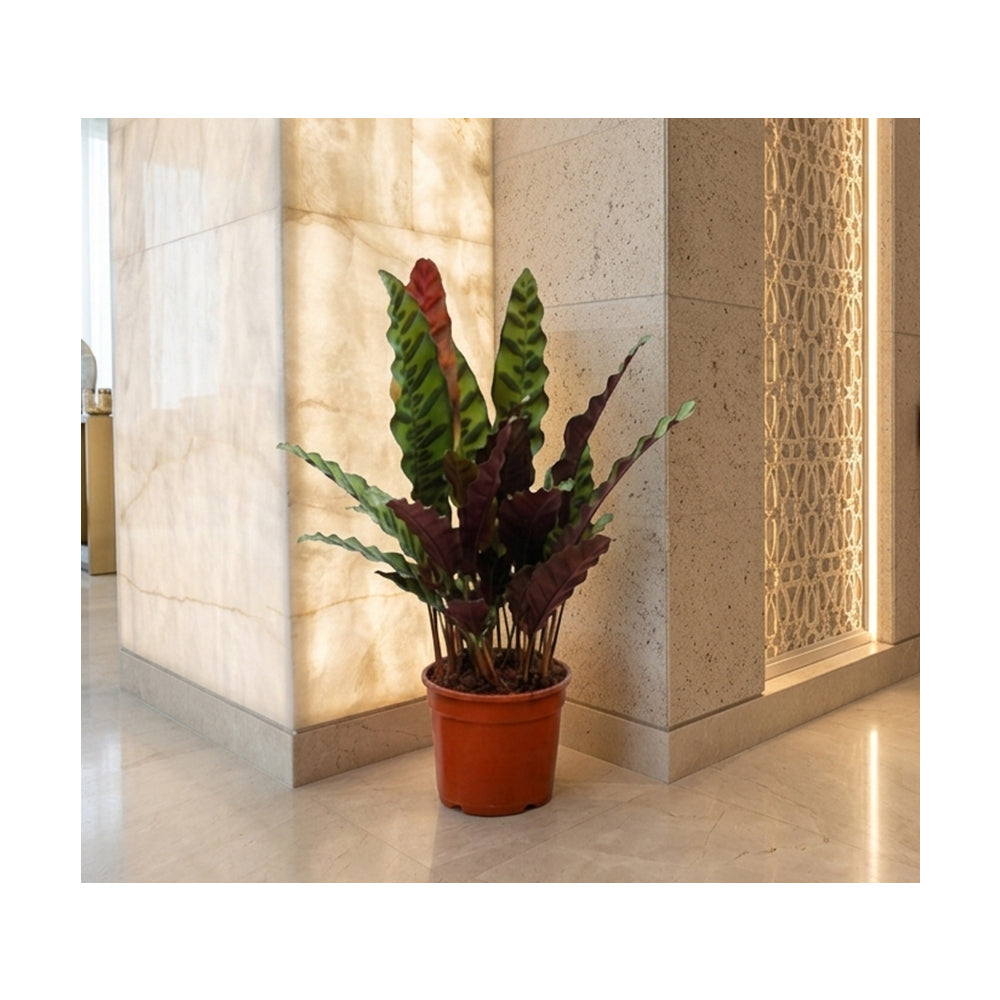 Calathea Lancifolial60-70cm