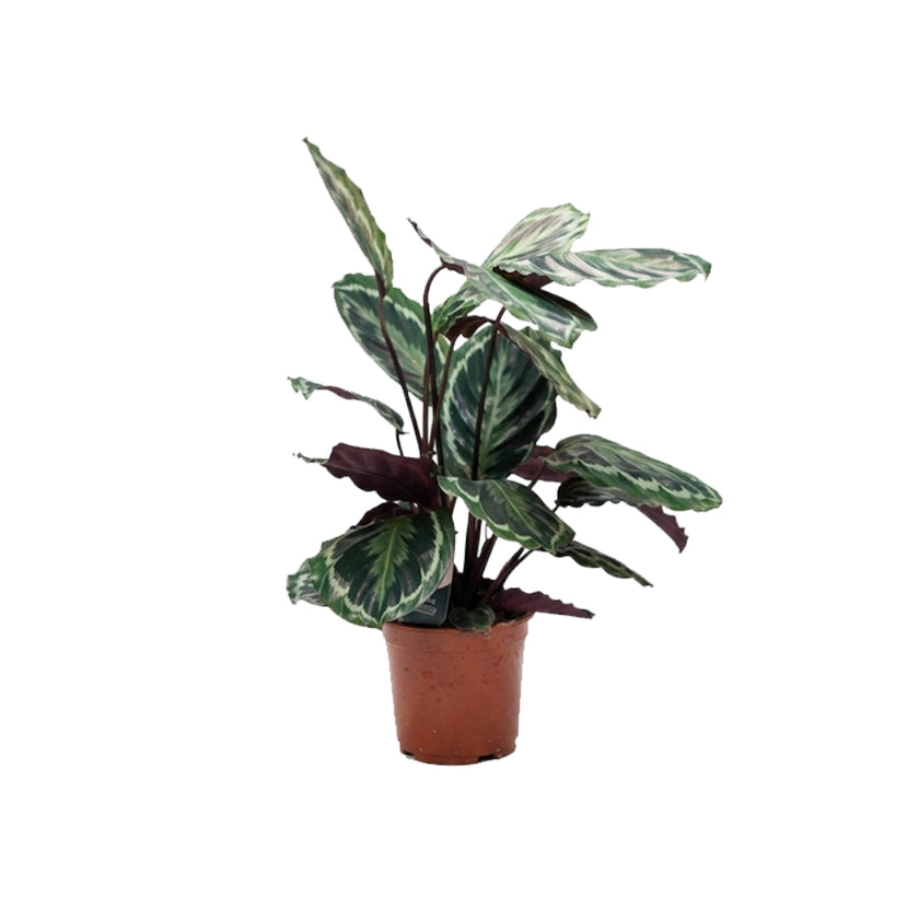 Calathea Medallion/60-70cm