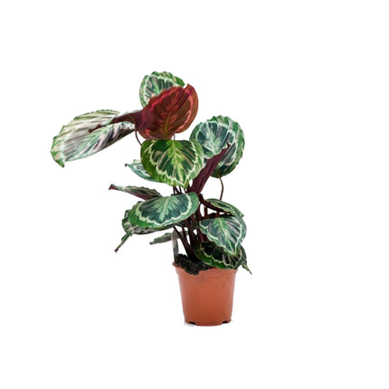Calathea Medallion/60-70cm