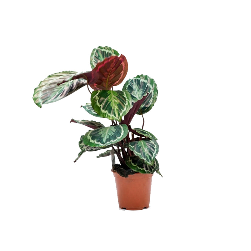 Calathea Medallion/60-70cm