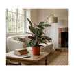 Calathea Medallion/60-70cm