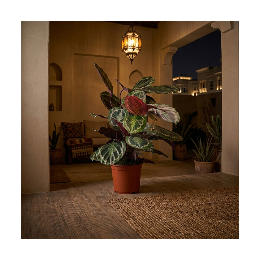 Calathea Medallion/60-70cm