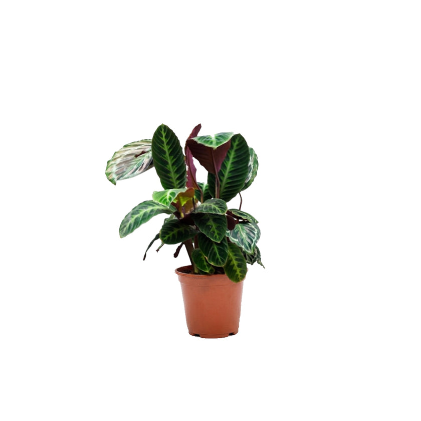Calathea Warscewiczii/60-70cm
