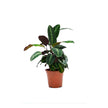 Calathea Warscewiczii/60-70cm