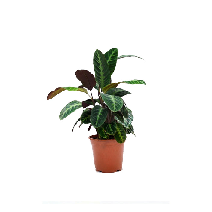Calathea Warscewiczii/60-70cm